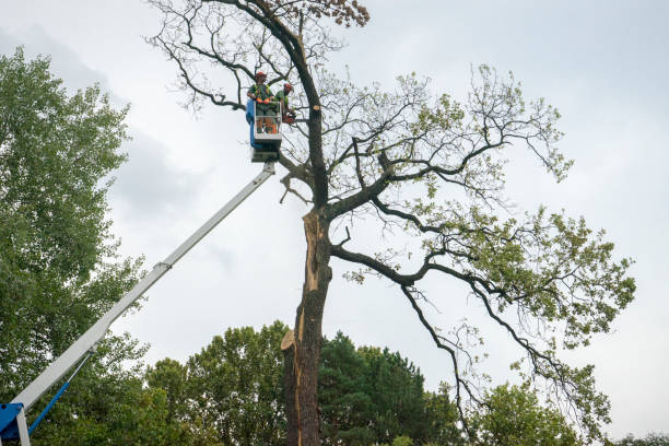 Trusted Butler, WI Tree Care Services Experts